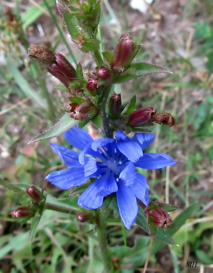 Wiesenblüte6 (Wegwarte)