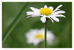 Wiesenblüten #1