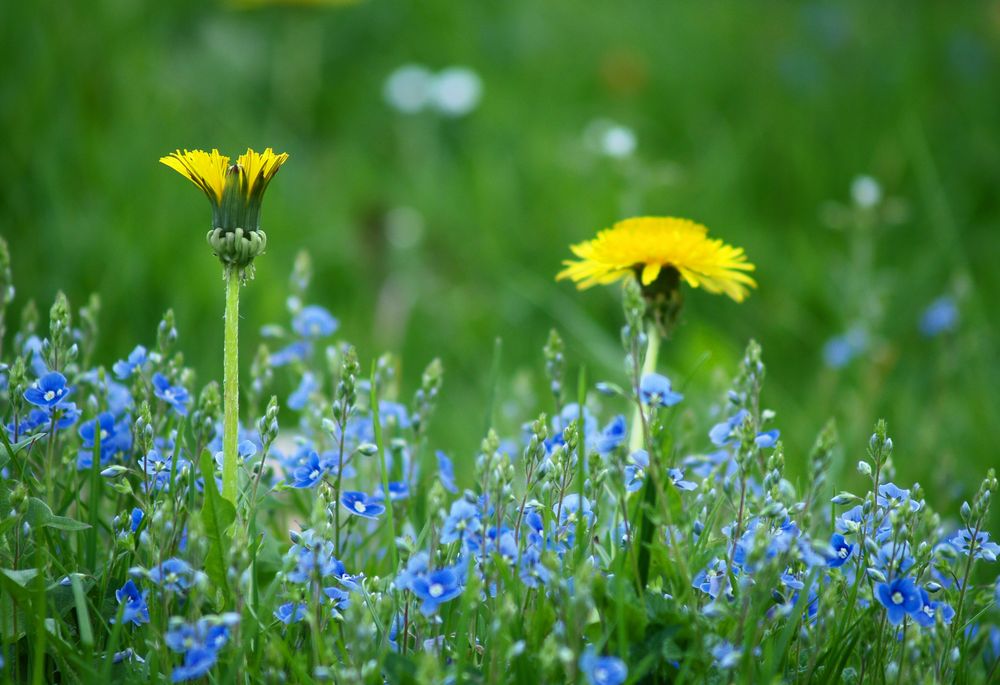 Wiesenblüten