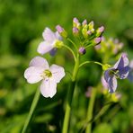 Wiesenblüten