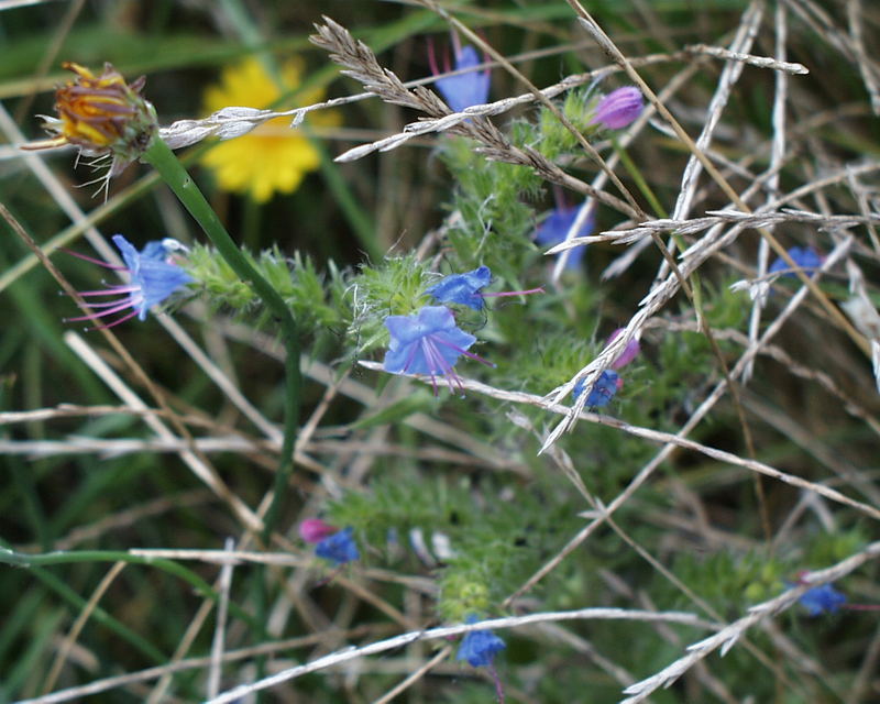 Wiesenblüten