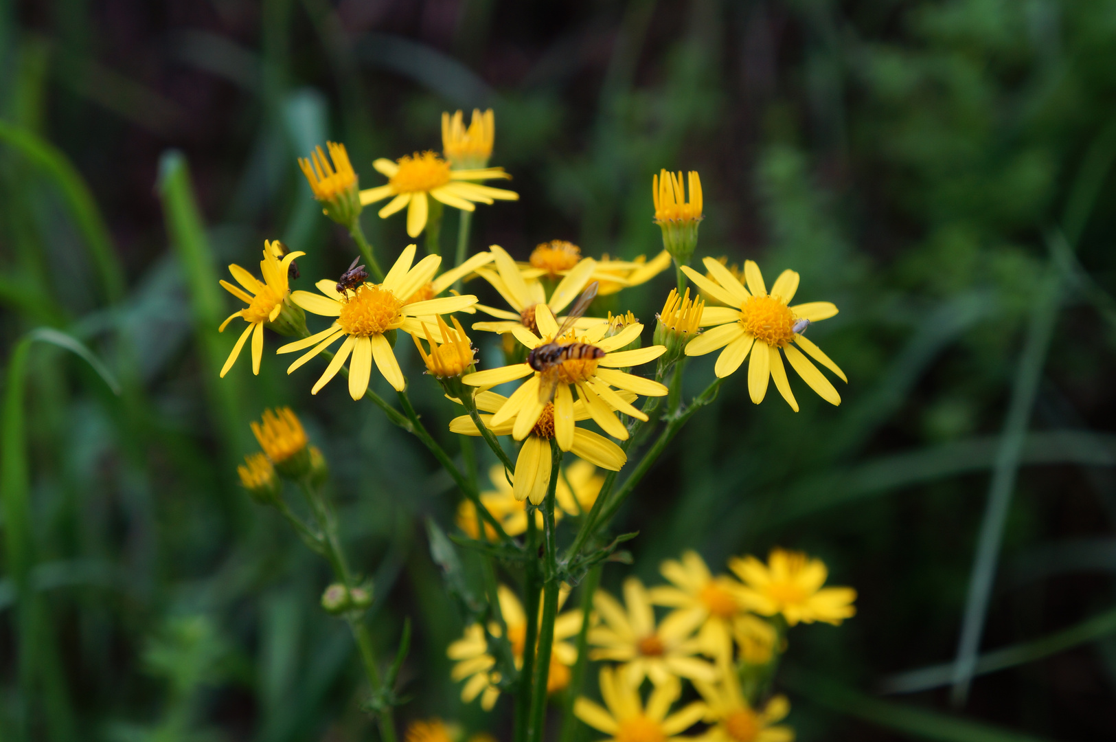 Wiesenblüten