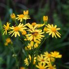 Wiesenblüten