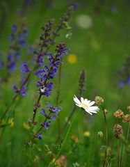 Wiesenblüten