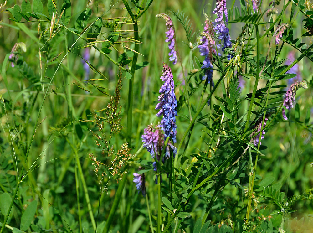 Wiesenblüten - Gräser