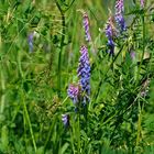 Wiesenblüten - Gräser