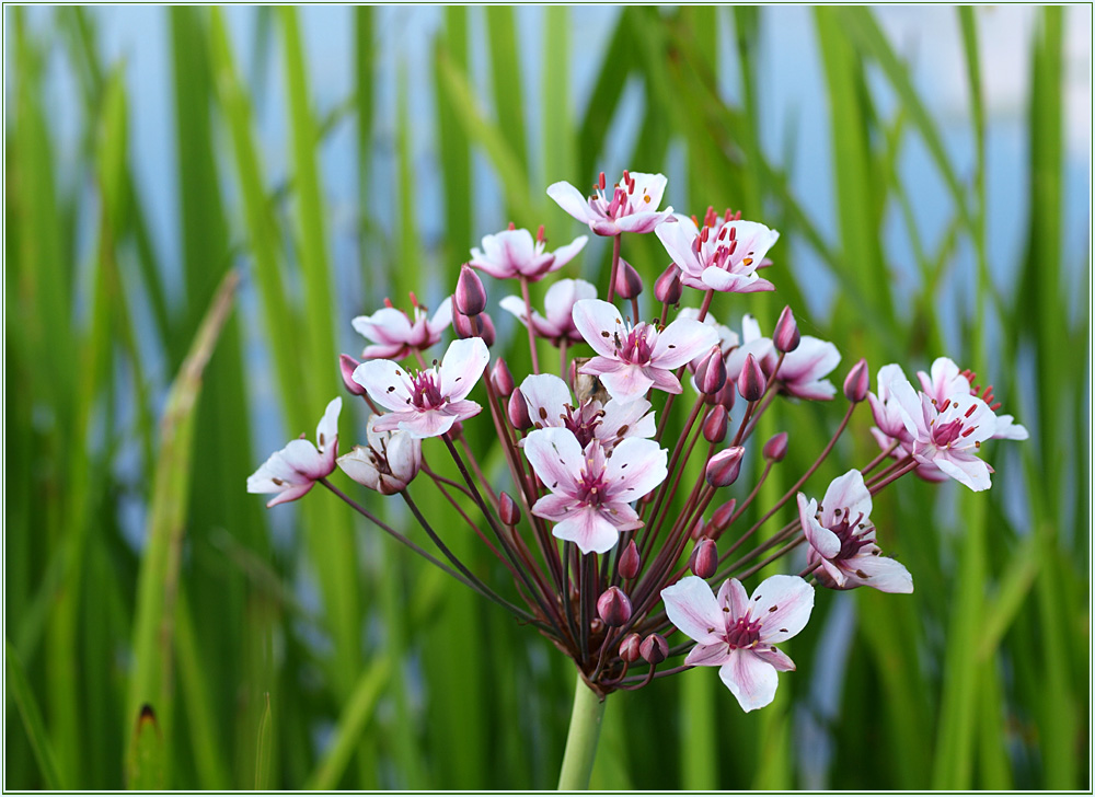 Wiesenblüten (Schwanenblume)