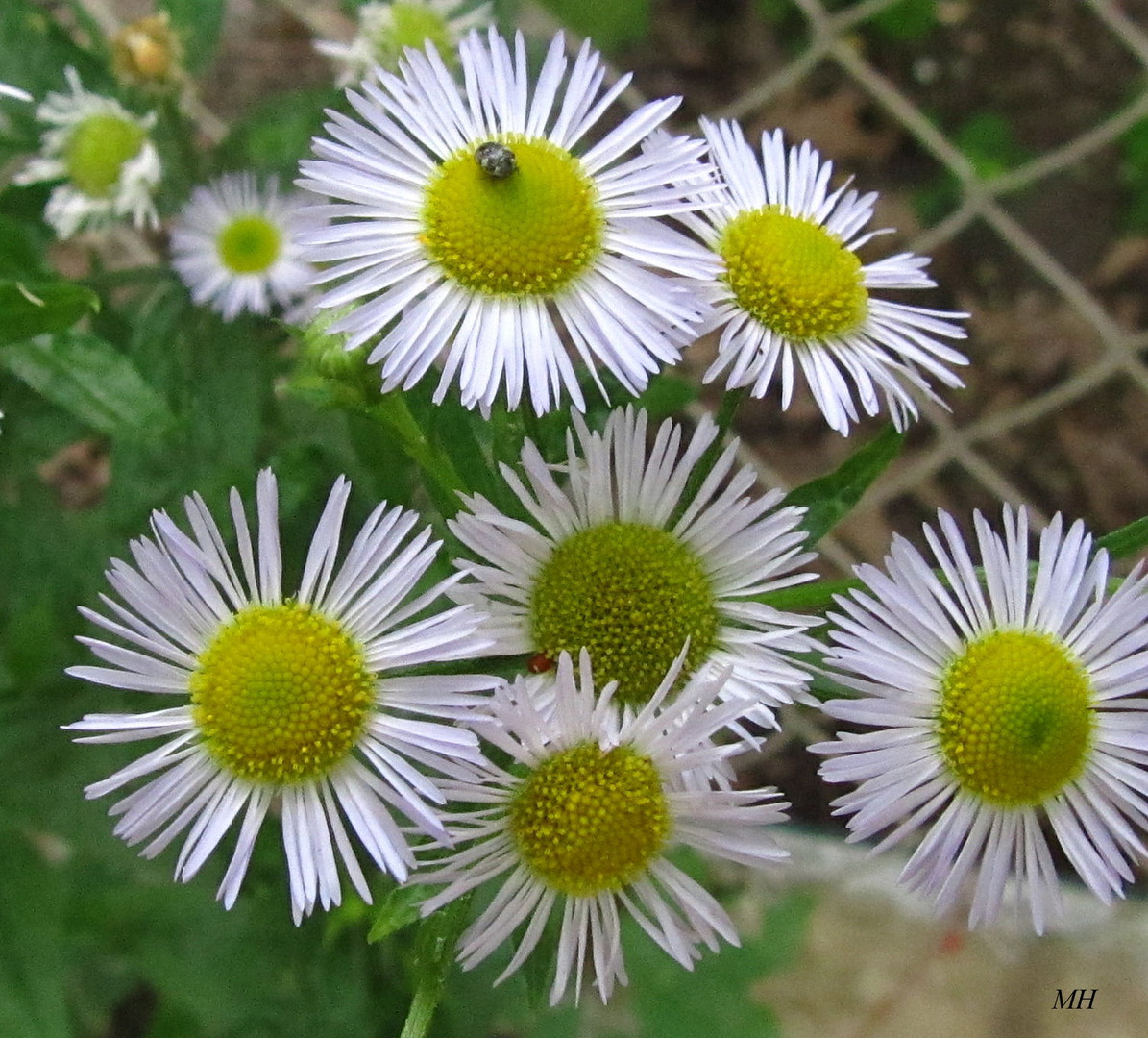 Wiesenblüten5