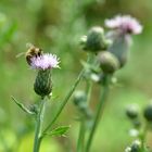 Wiesenblütenhonig