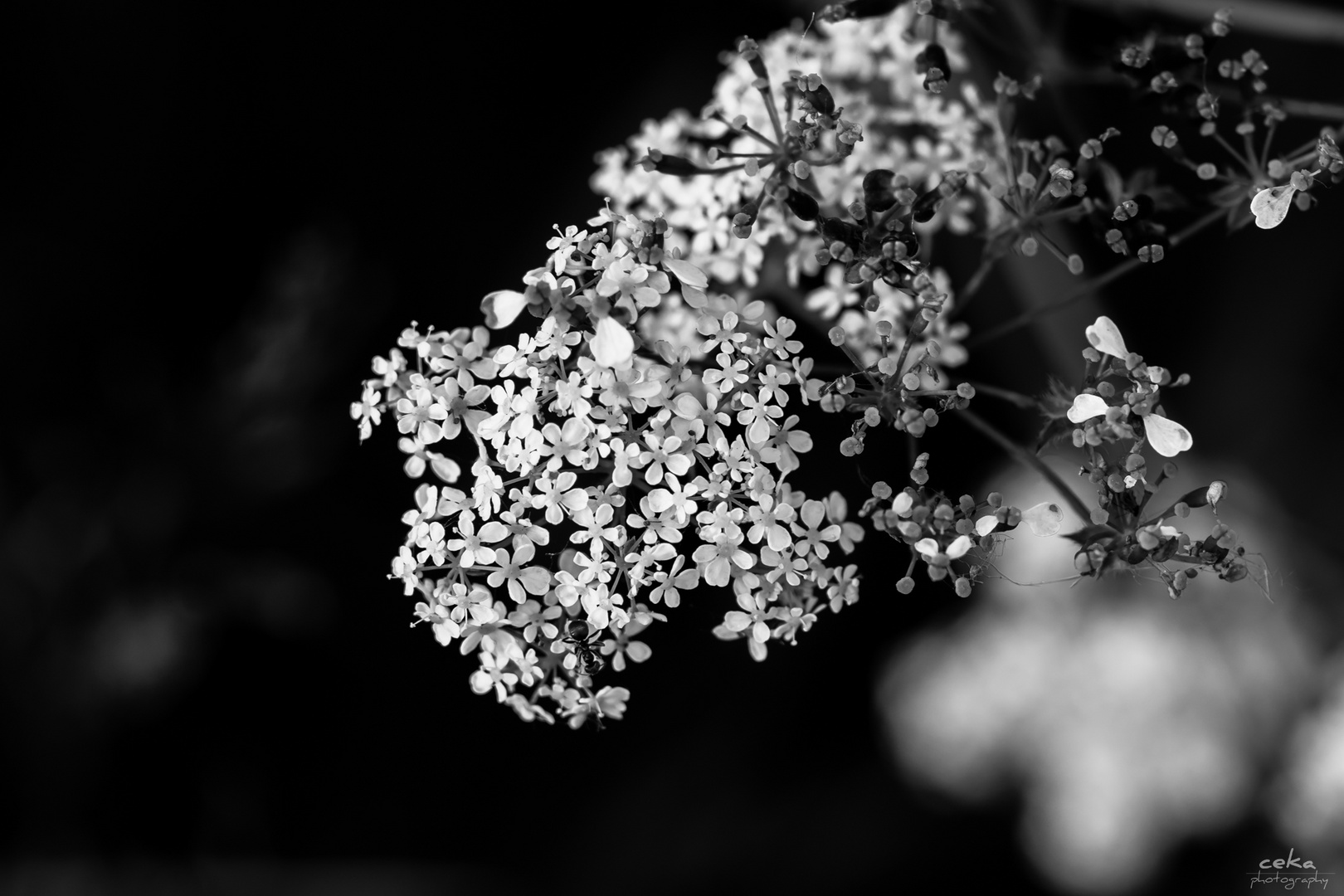 Wiesenblume