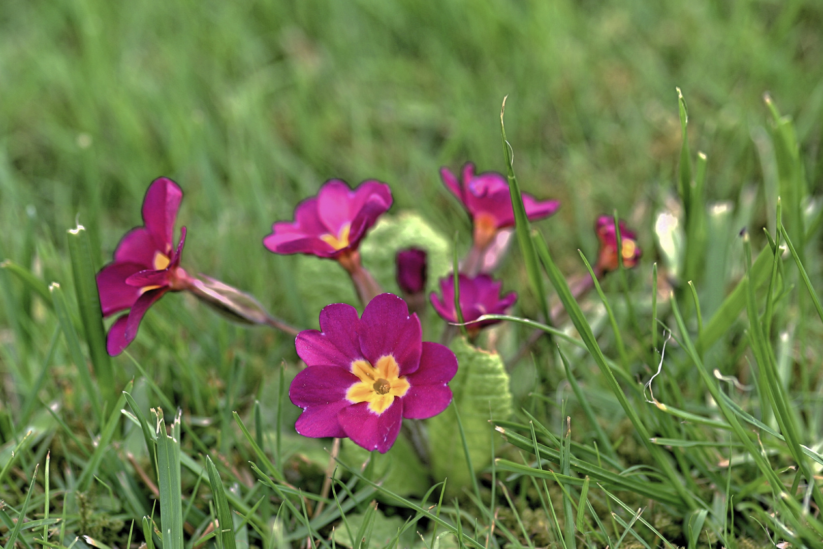 Wiesenblume