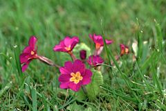 Wiesenblume