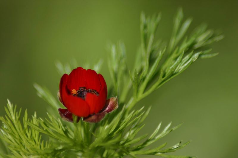 Wiesenblume