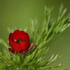 Wiesenblume