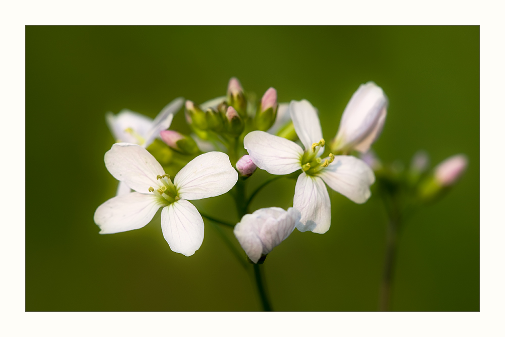 Wiesenblume.