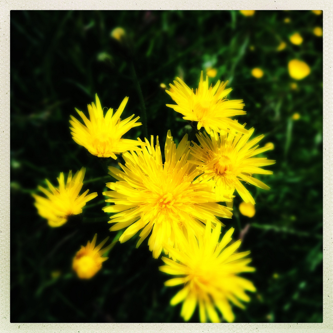 Wiesenblume