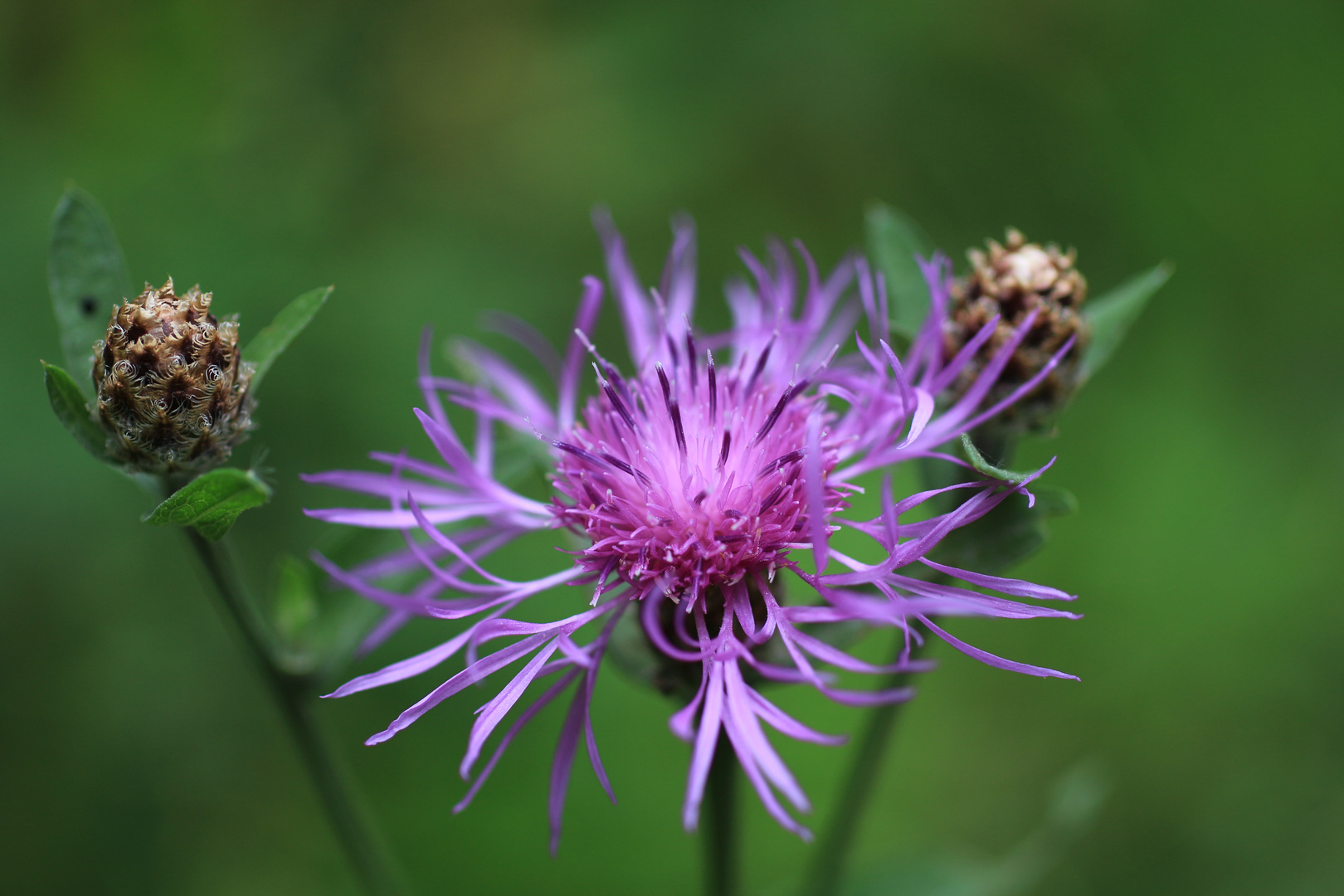 Wiesenblume