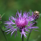 Wiesenblume