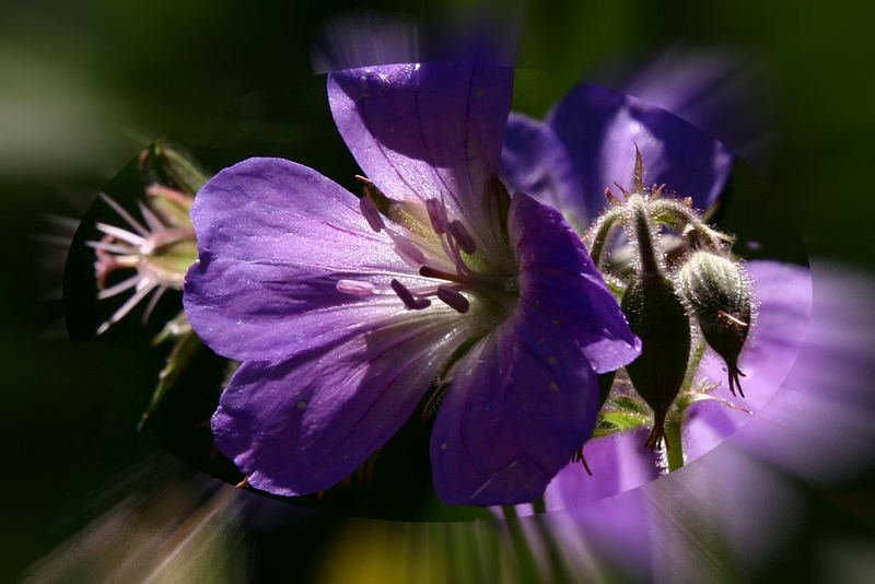 Wiesenblume