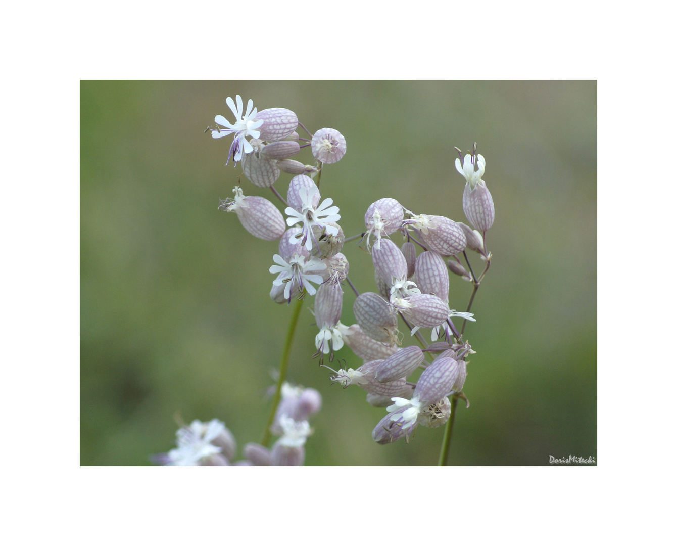 Wiesenblume