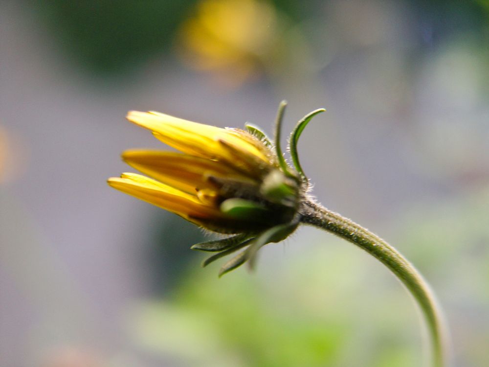 Wiesenblume