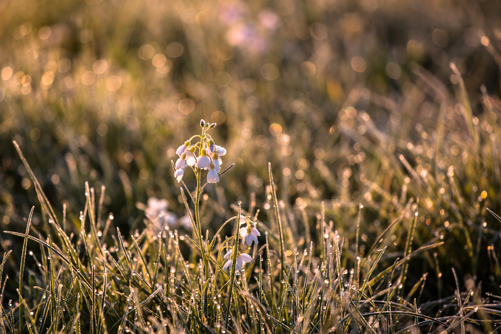 Wiesenblume