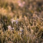 Wiesenblume