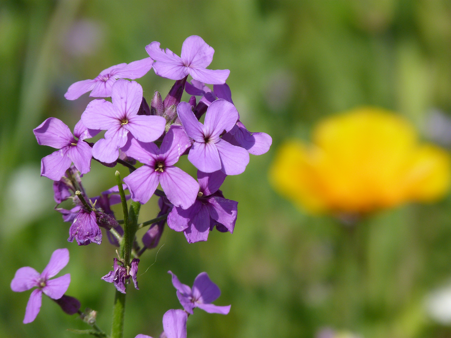 Wiesenblume