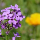 Wiesenblume