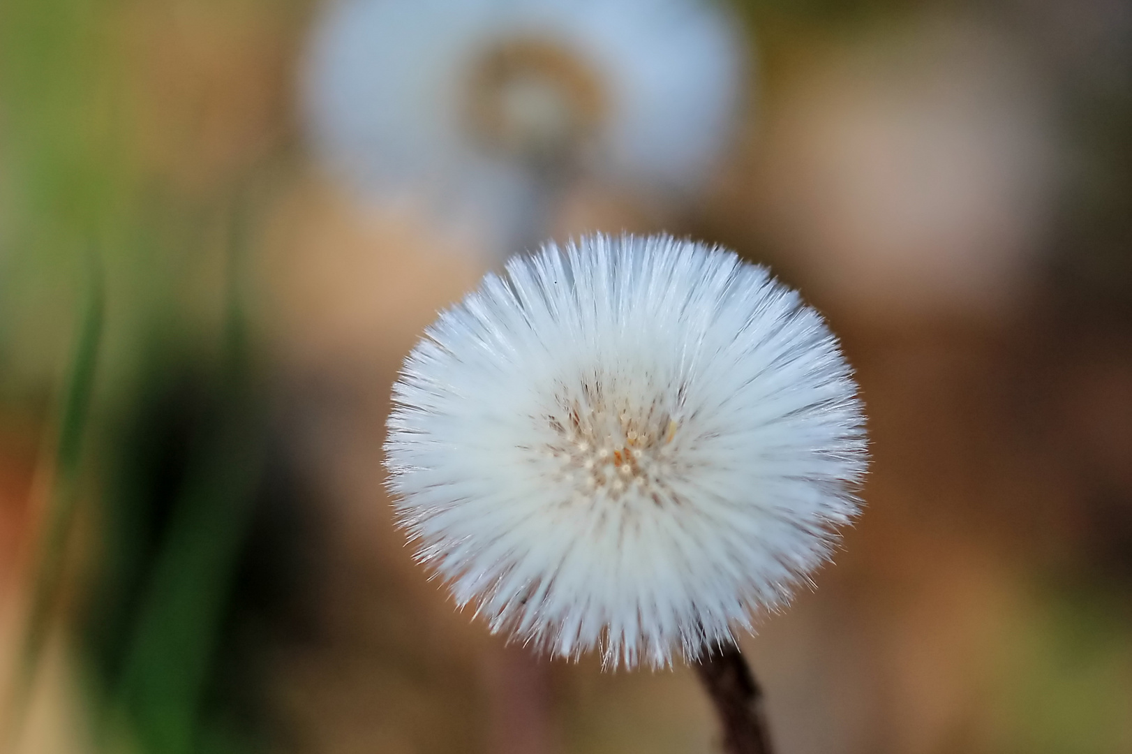 Wiesenblume 3