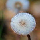 Wiesenblume 3