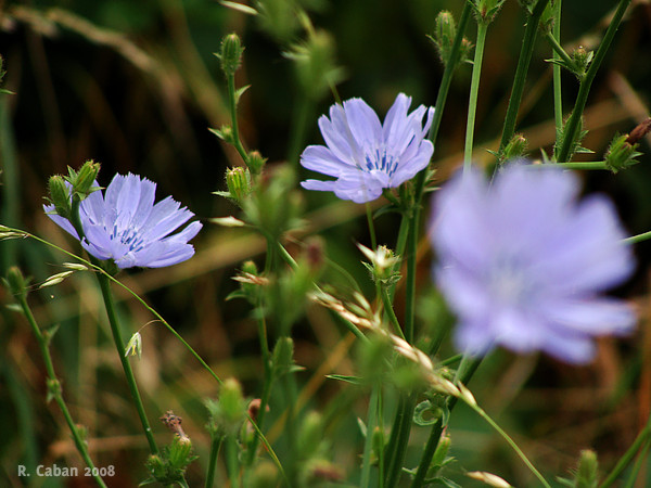 Wiesenblume