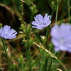 Wiesenblume