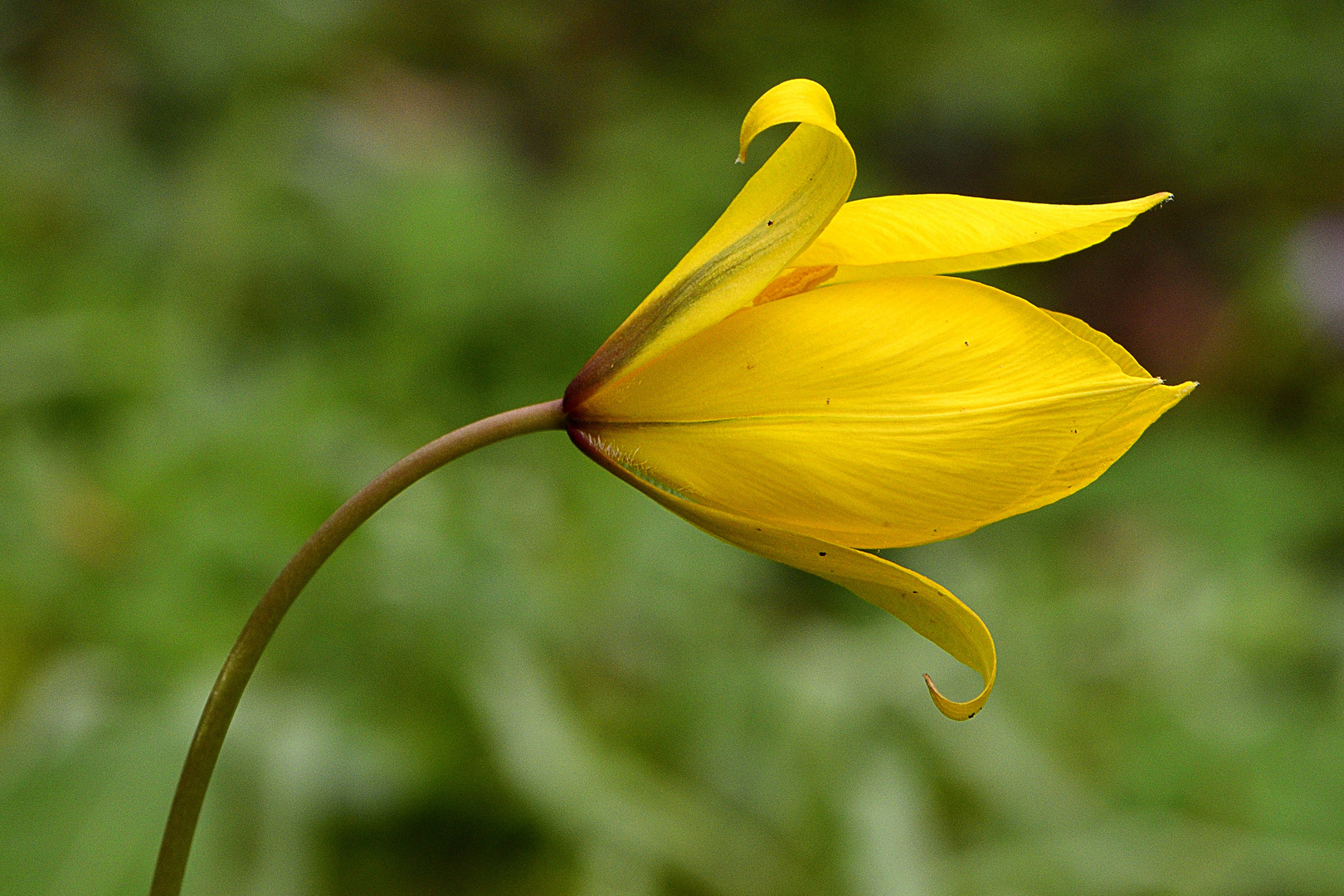 Wiesenblume