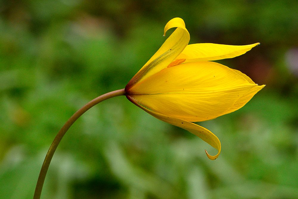 Wiesenblume