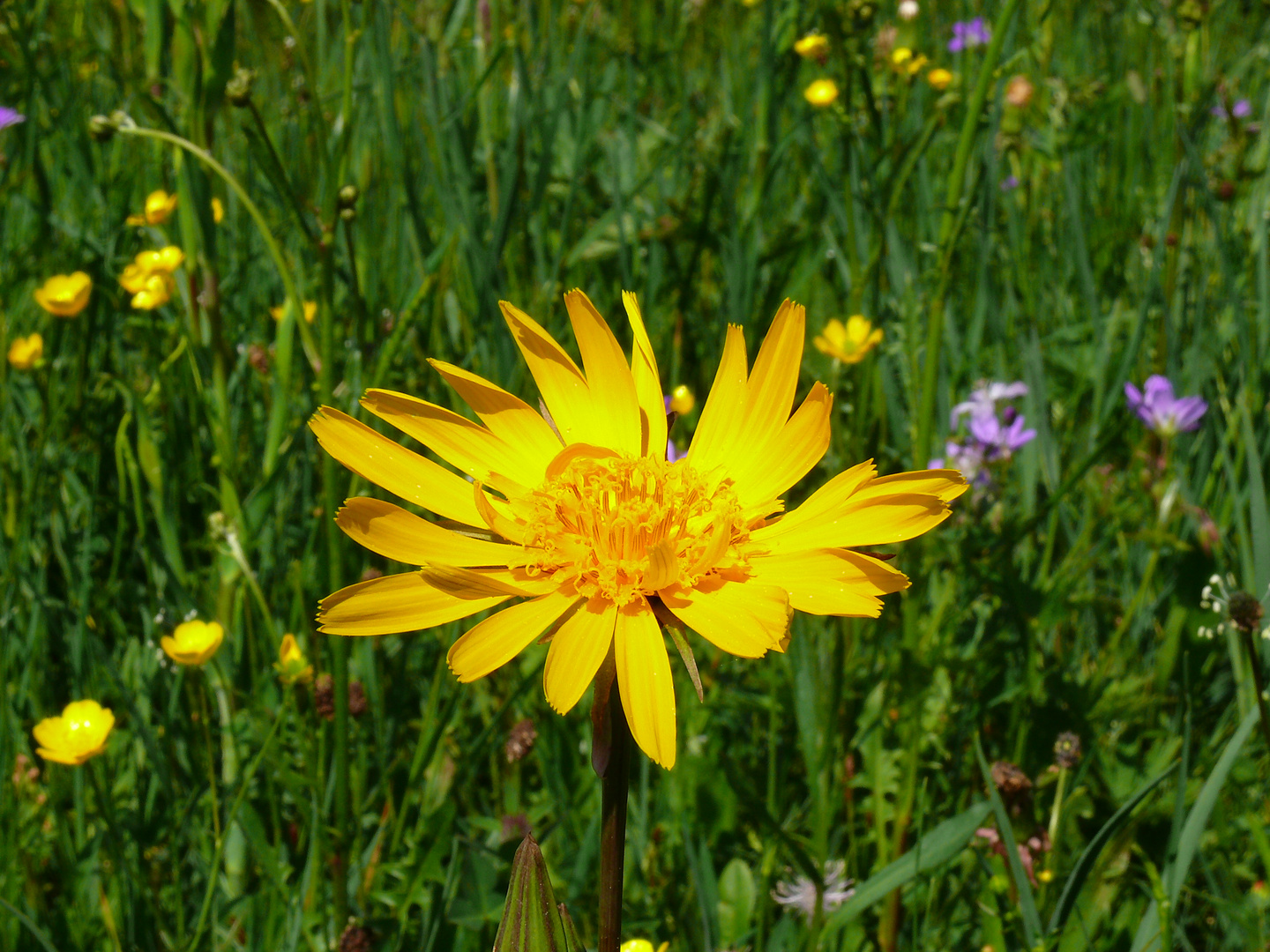 Wiesenblume