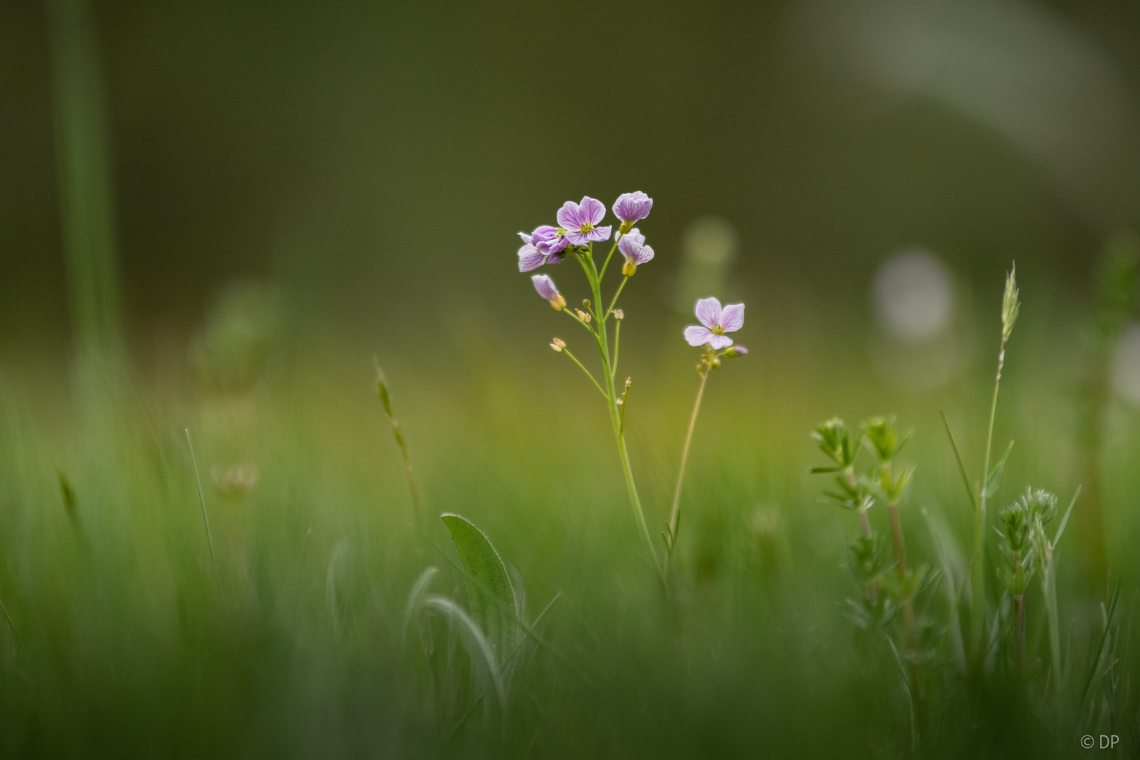 Wiesenblume