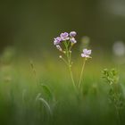 Wiesenblume