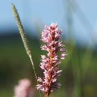 Wiesenblume