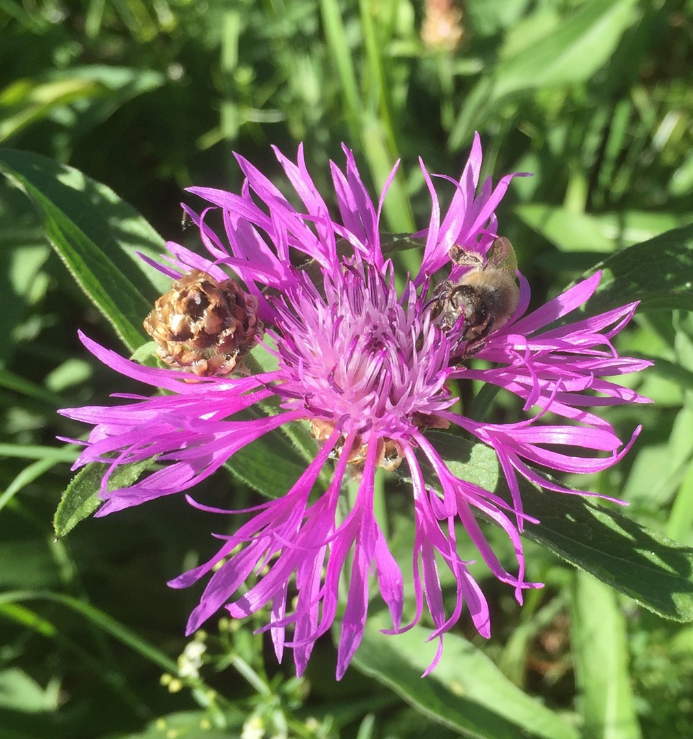 Wiesenblume