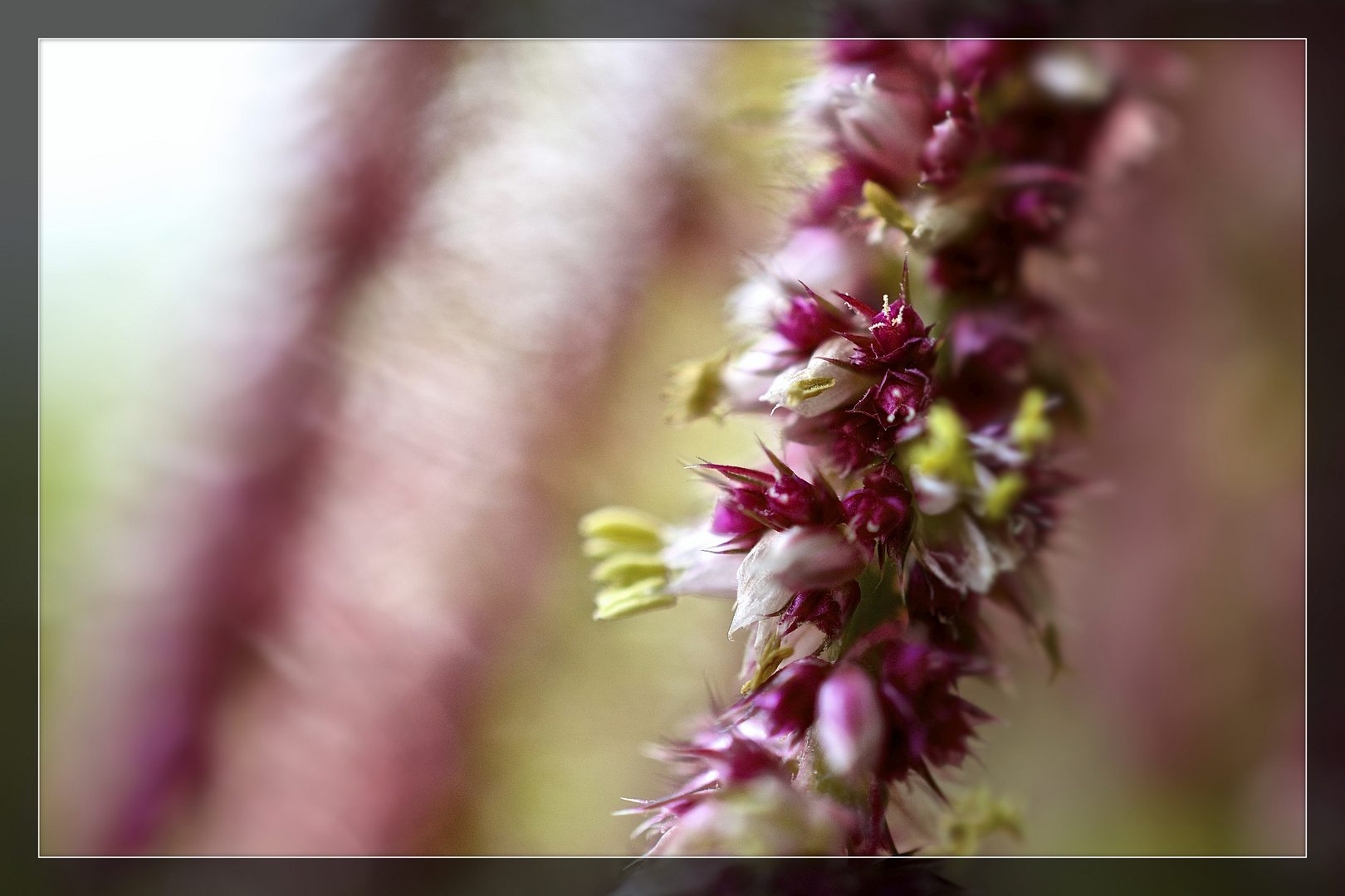 Wiesenblume