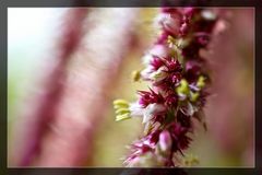 Wiesenblume