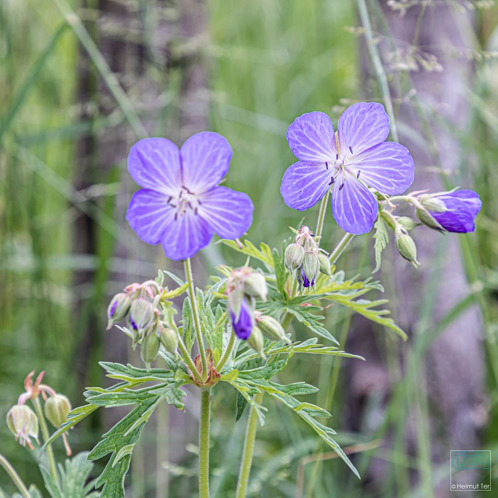 Wiesenblume