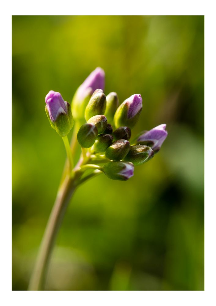 Wiesenblume