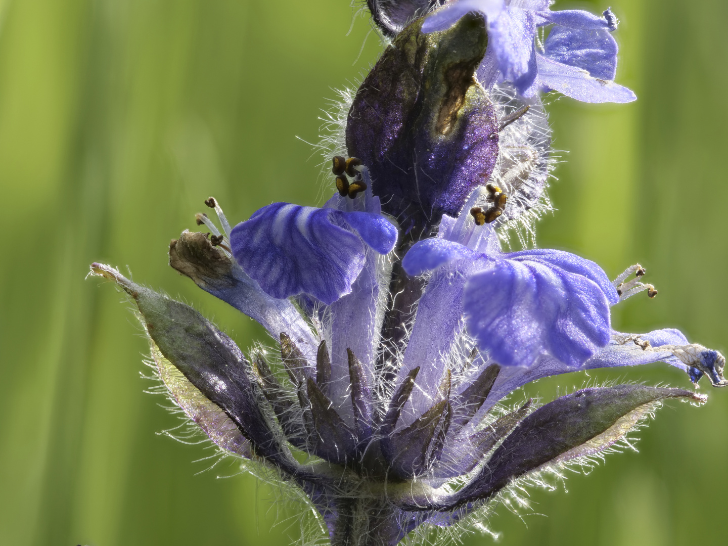 Wiesenblume