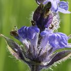 Wiesenblume