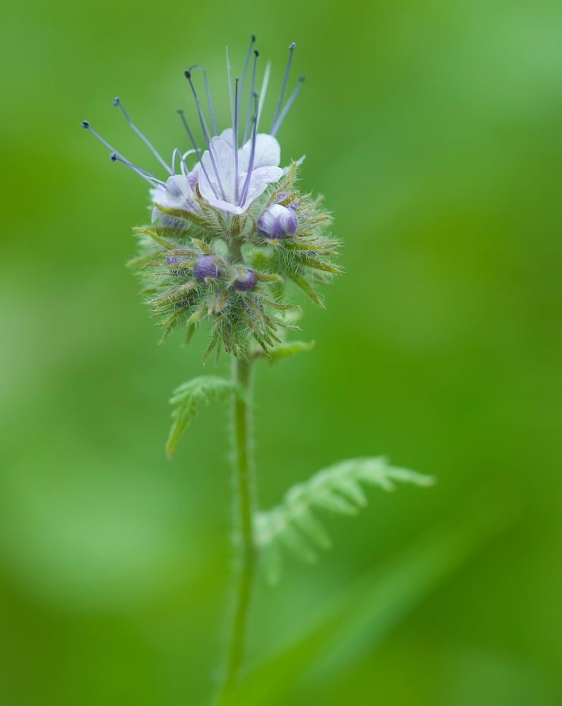 WIESENBLUME