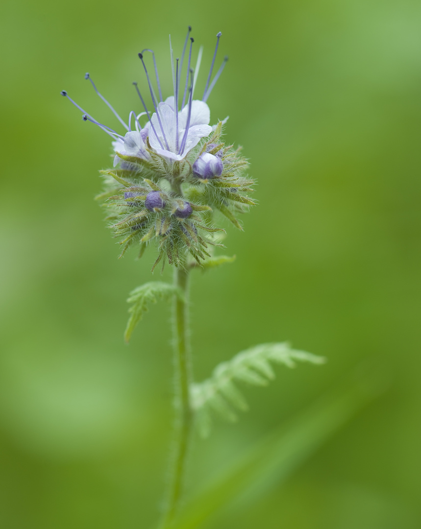 WIESENBLUME