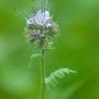 WIESENBLUME