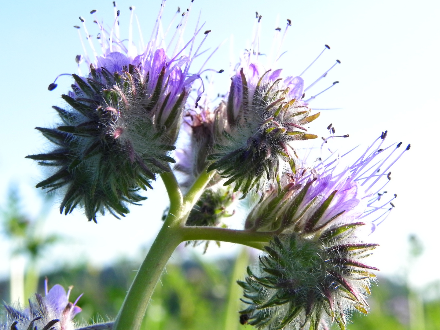 Wiesenblume